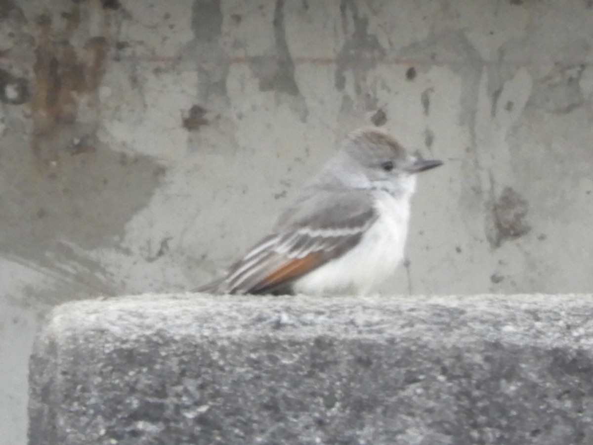 Ash-throated Flycatcher - ML323208471