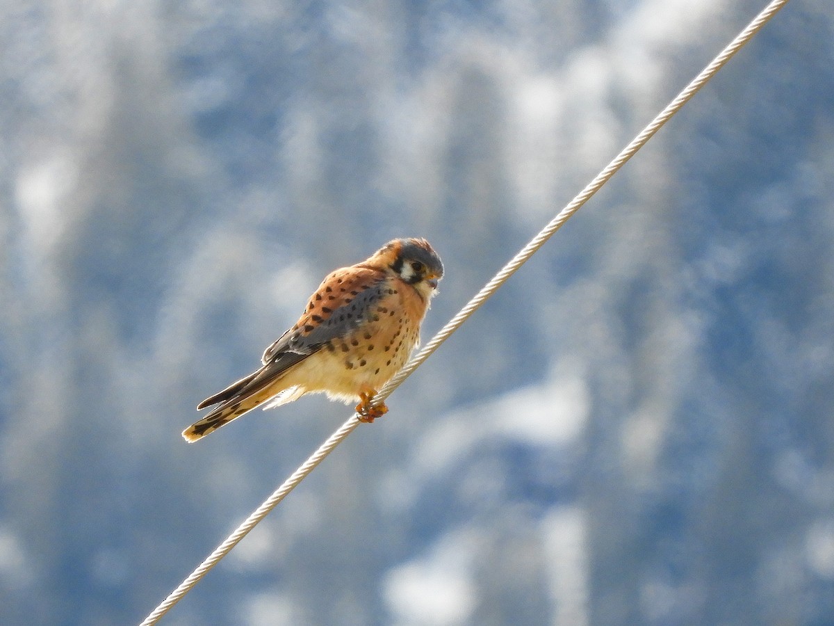 American Kestrel - ML323209311