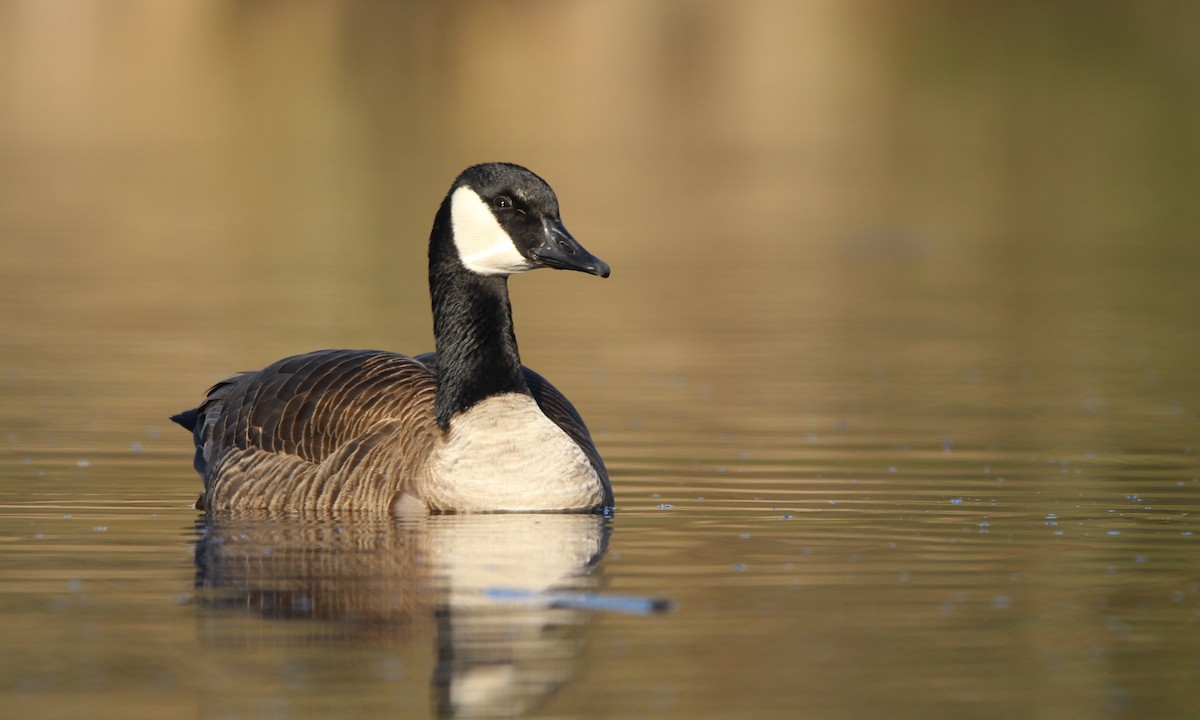 Canada Goose - Evan Larson