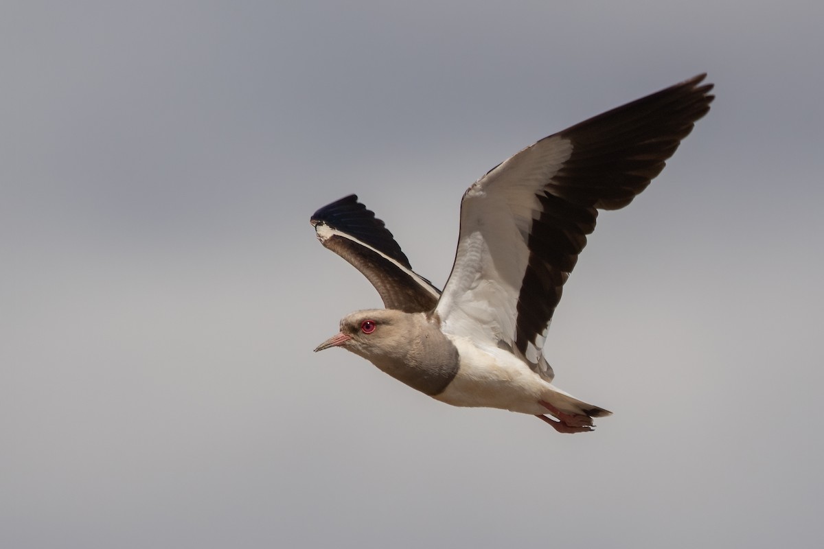 Andean Lapwing - Pablo Re