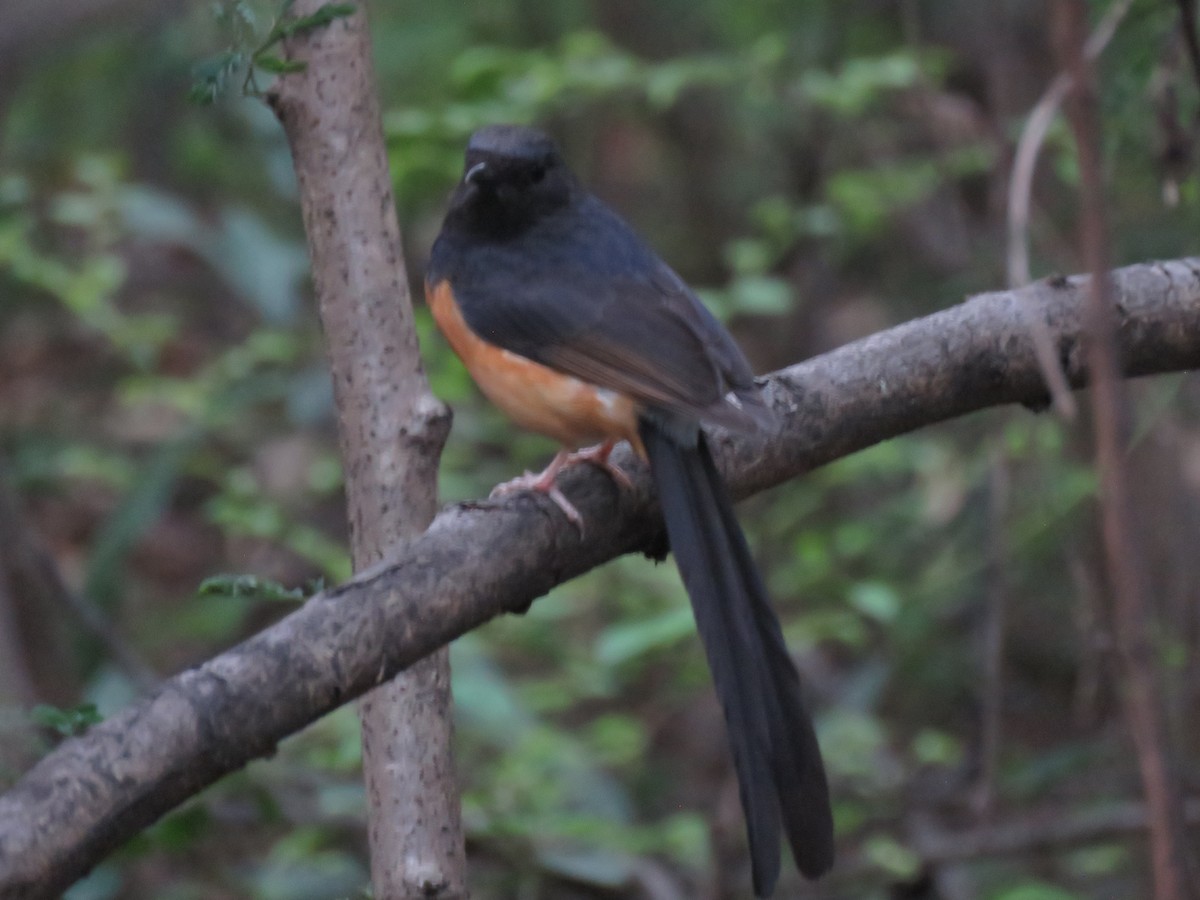 White-rumped Shama - ML323213341