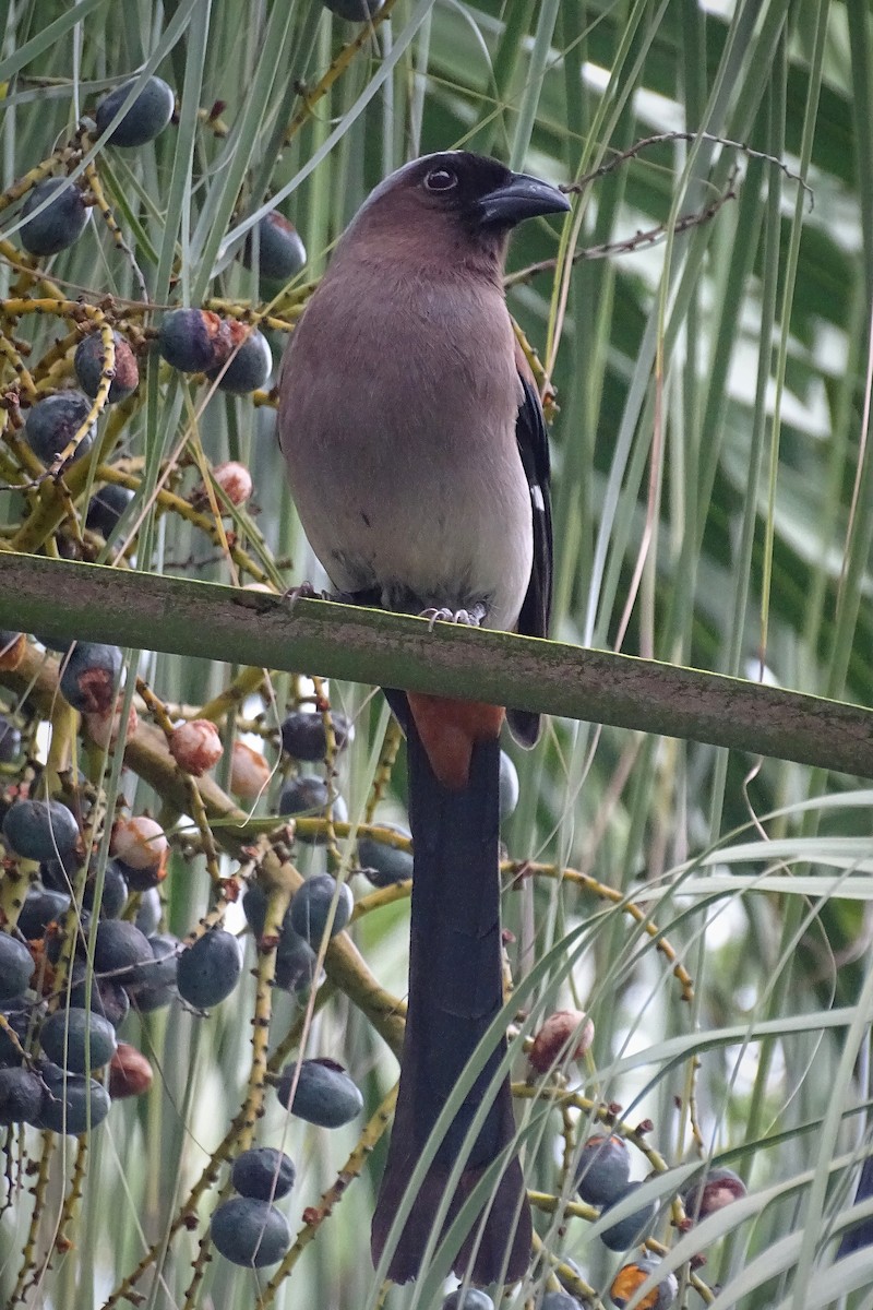 Gray Treepie - ML323213581