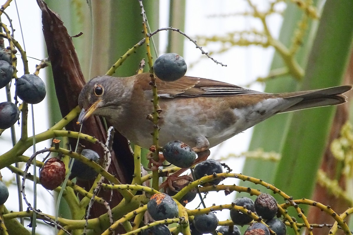 Pale Thrush - ML323213671