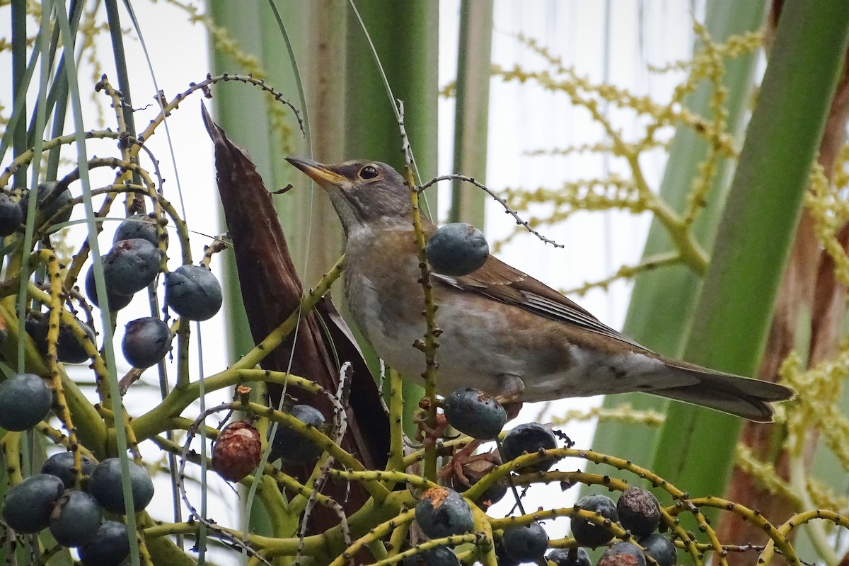 Pale Thrush - ML323213691