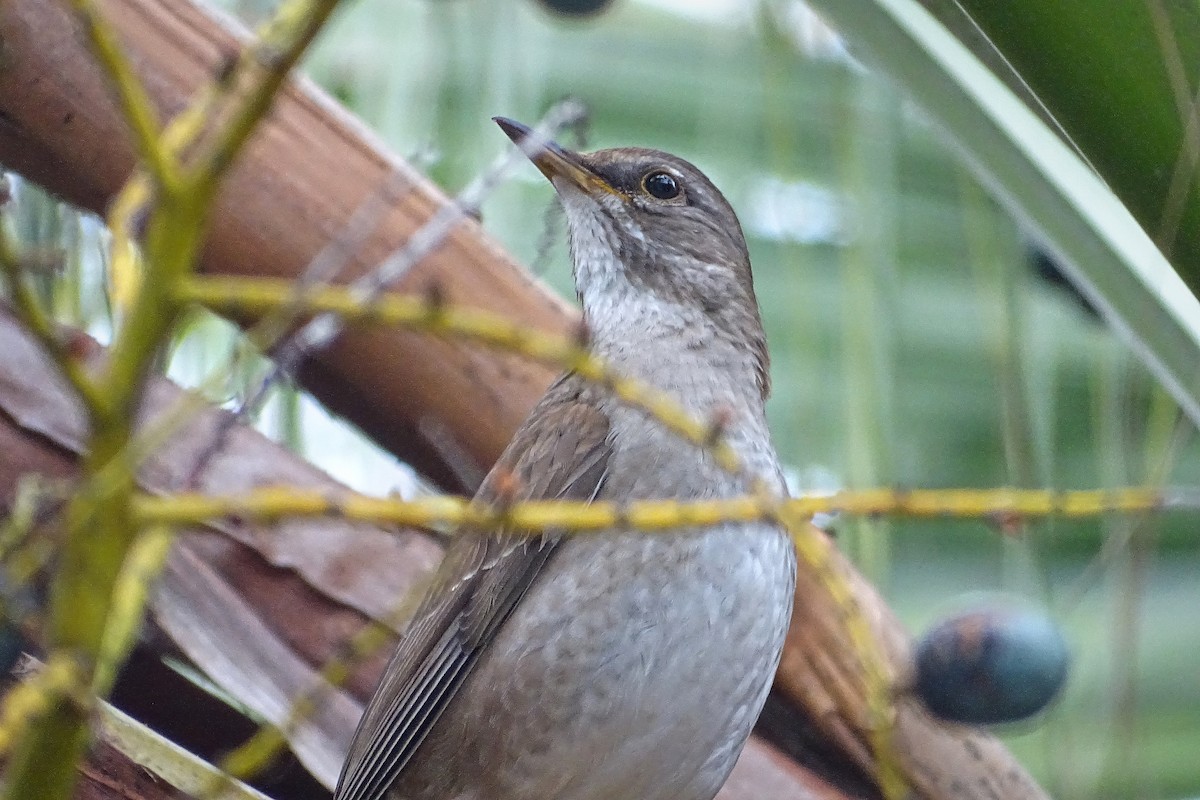 Pale Thrush - ML323213721