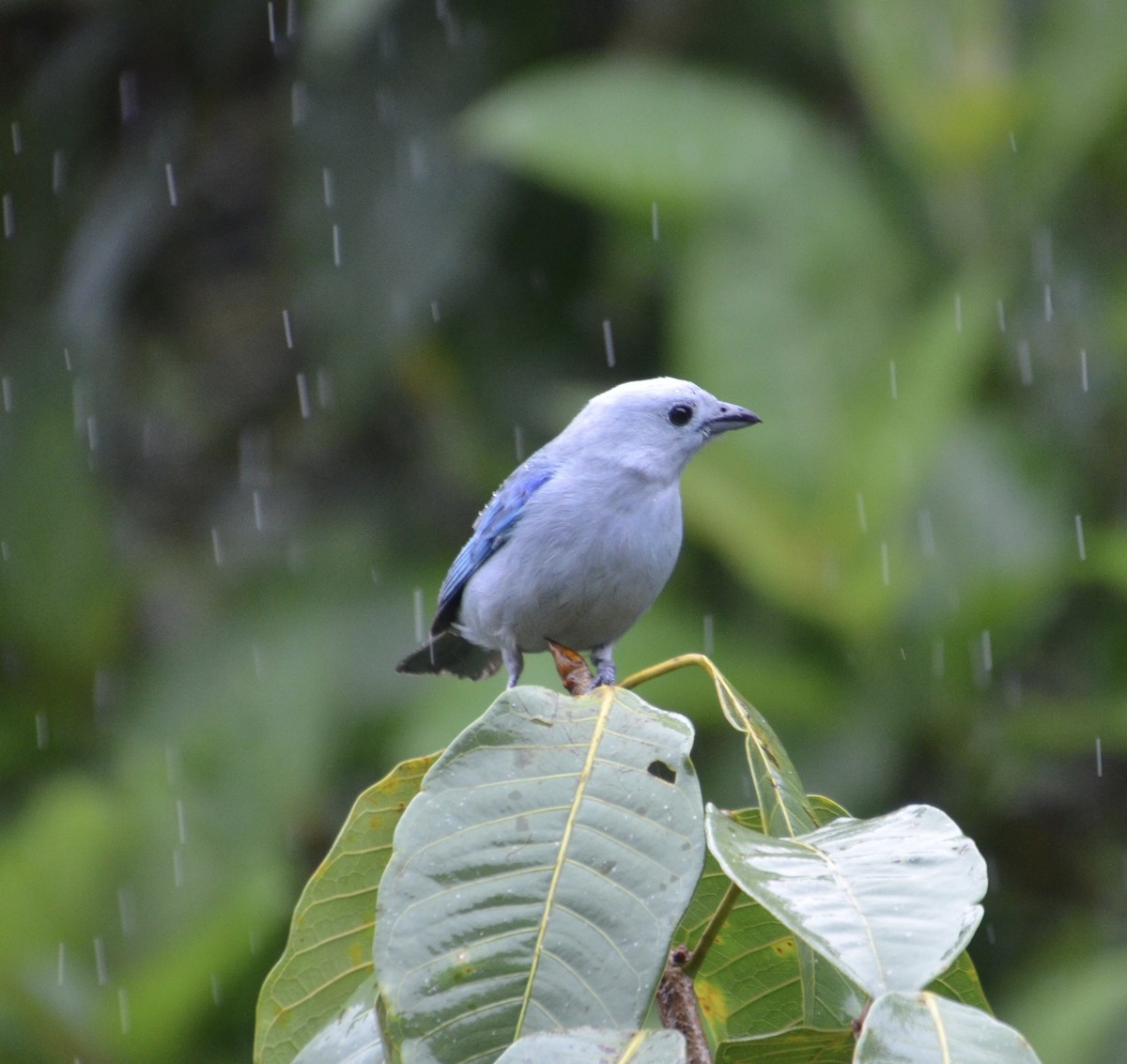 Blue-gray Tanager - ML323214481