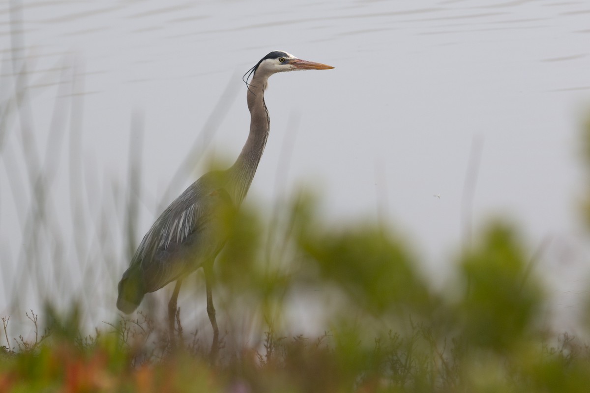 Great Blue Heron - ML323214751