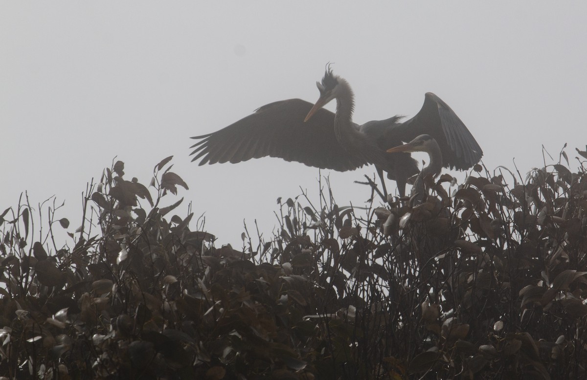 Great Blue Heron - ML323214861