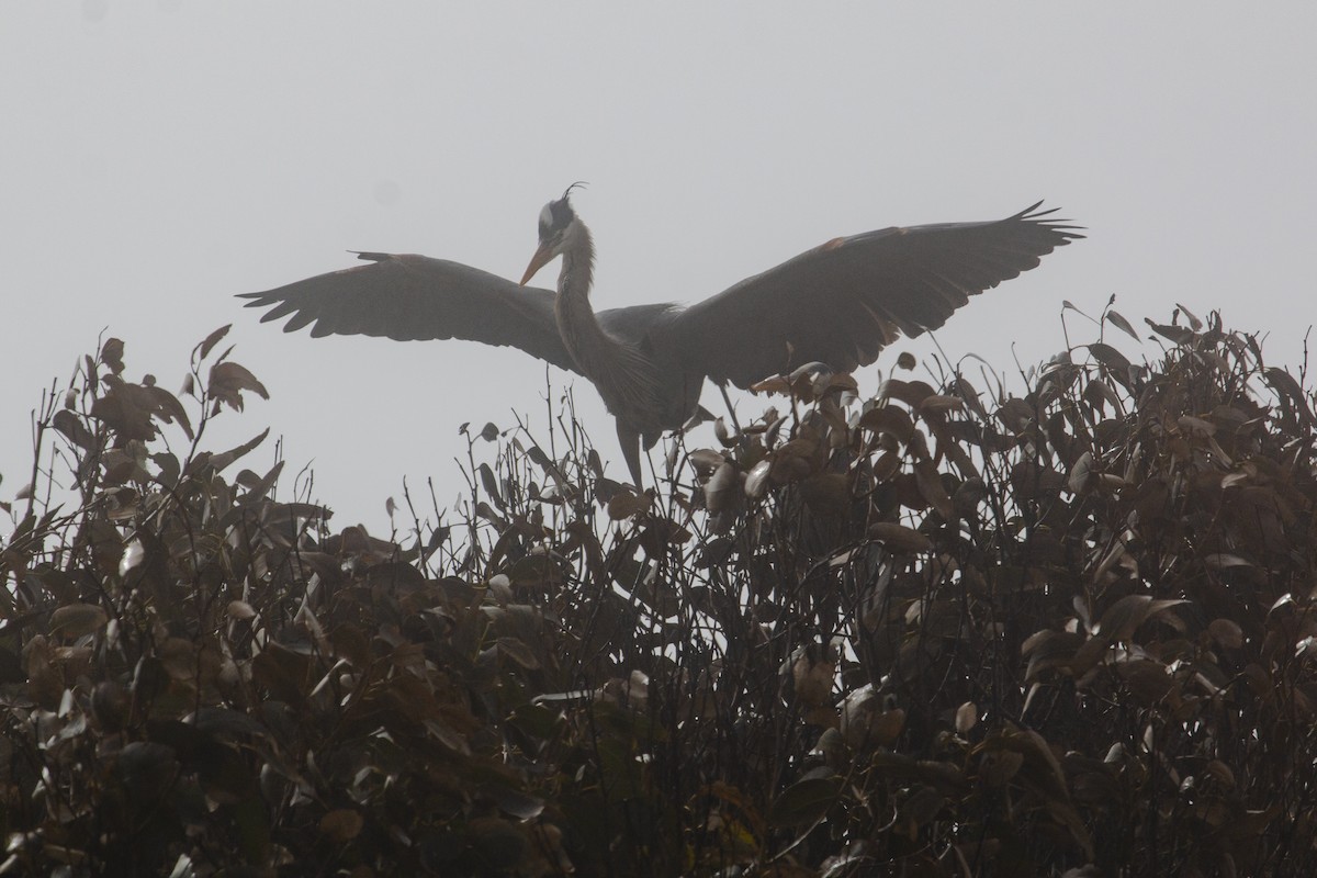 Great Blue Heron - ML323214921