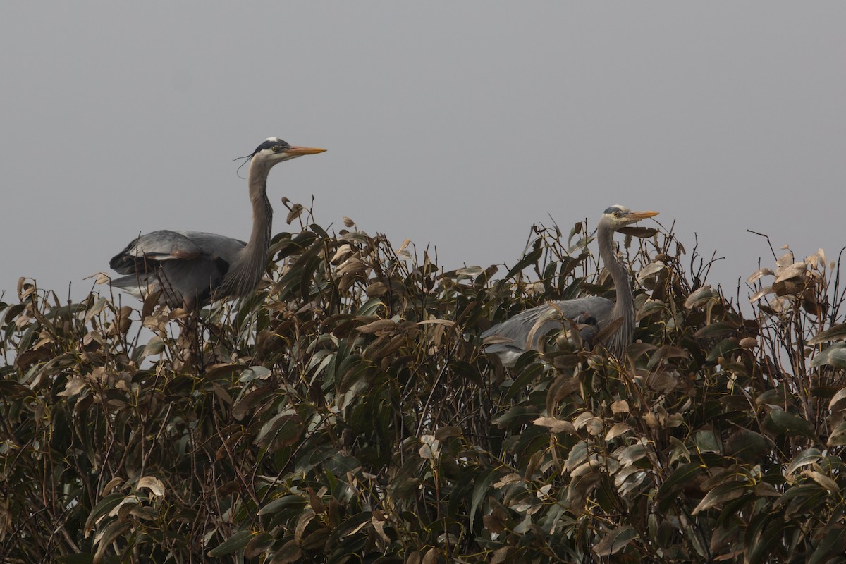 Great Blue Heron - ML323214941