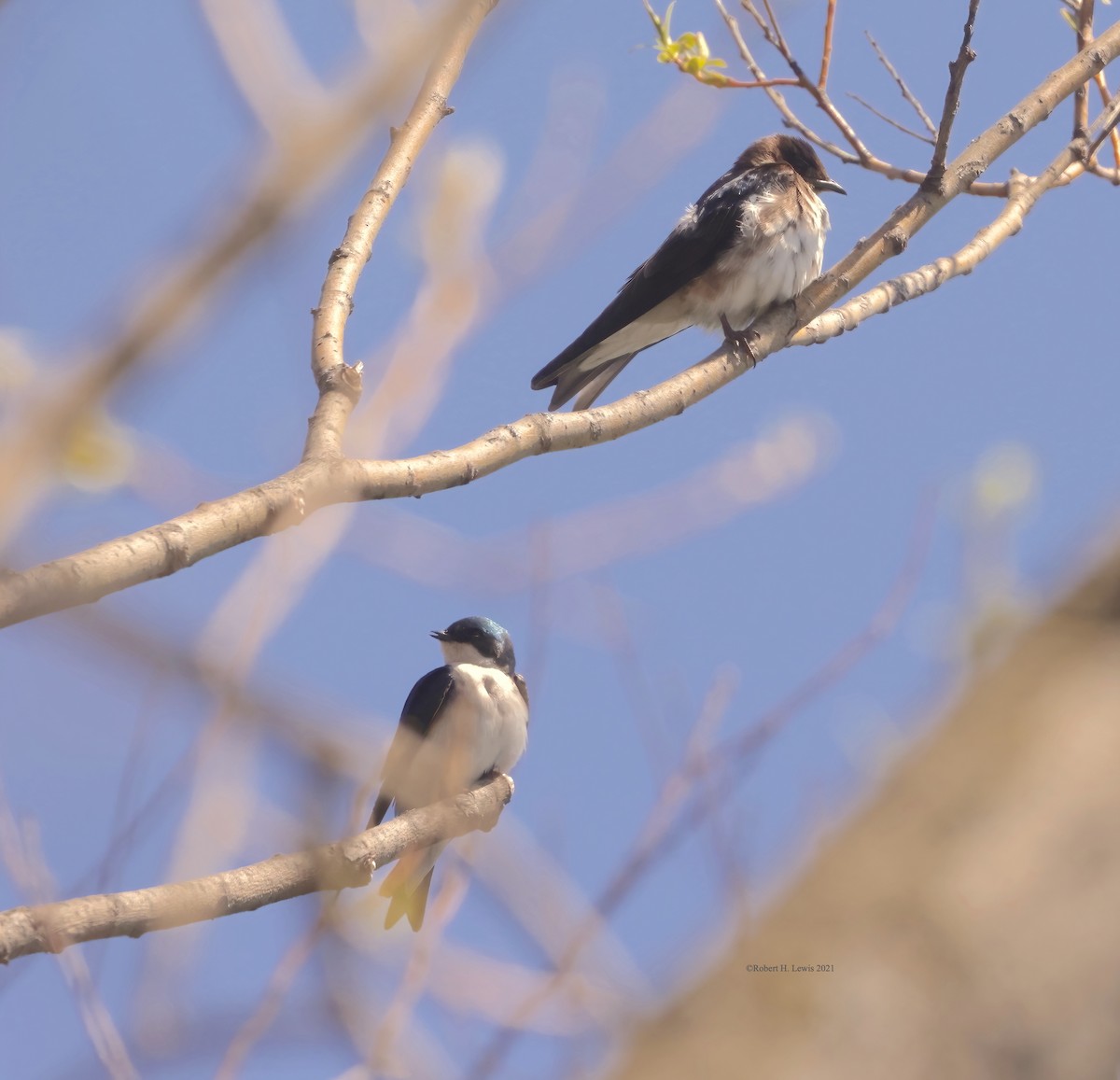 new world martin sp. (Progne sp.) - ML323217911