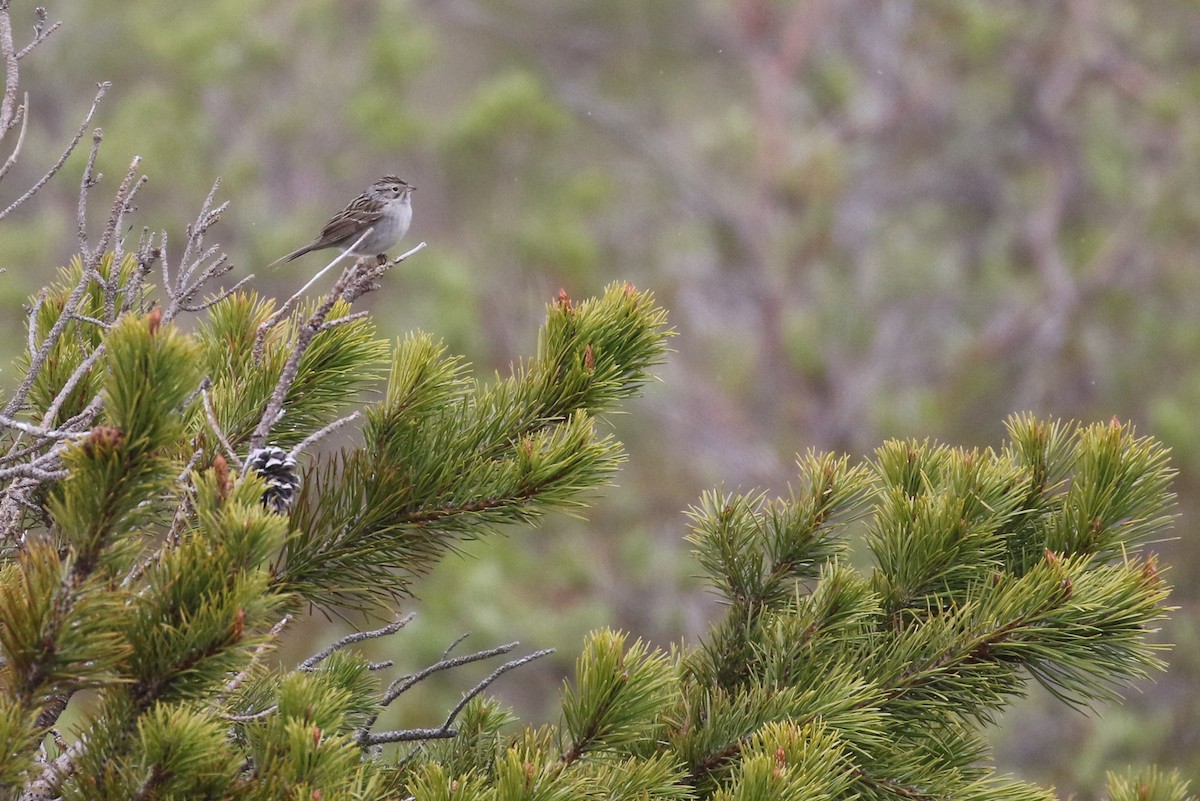 Brewer's Sparrow (taverneri) - ML323219801