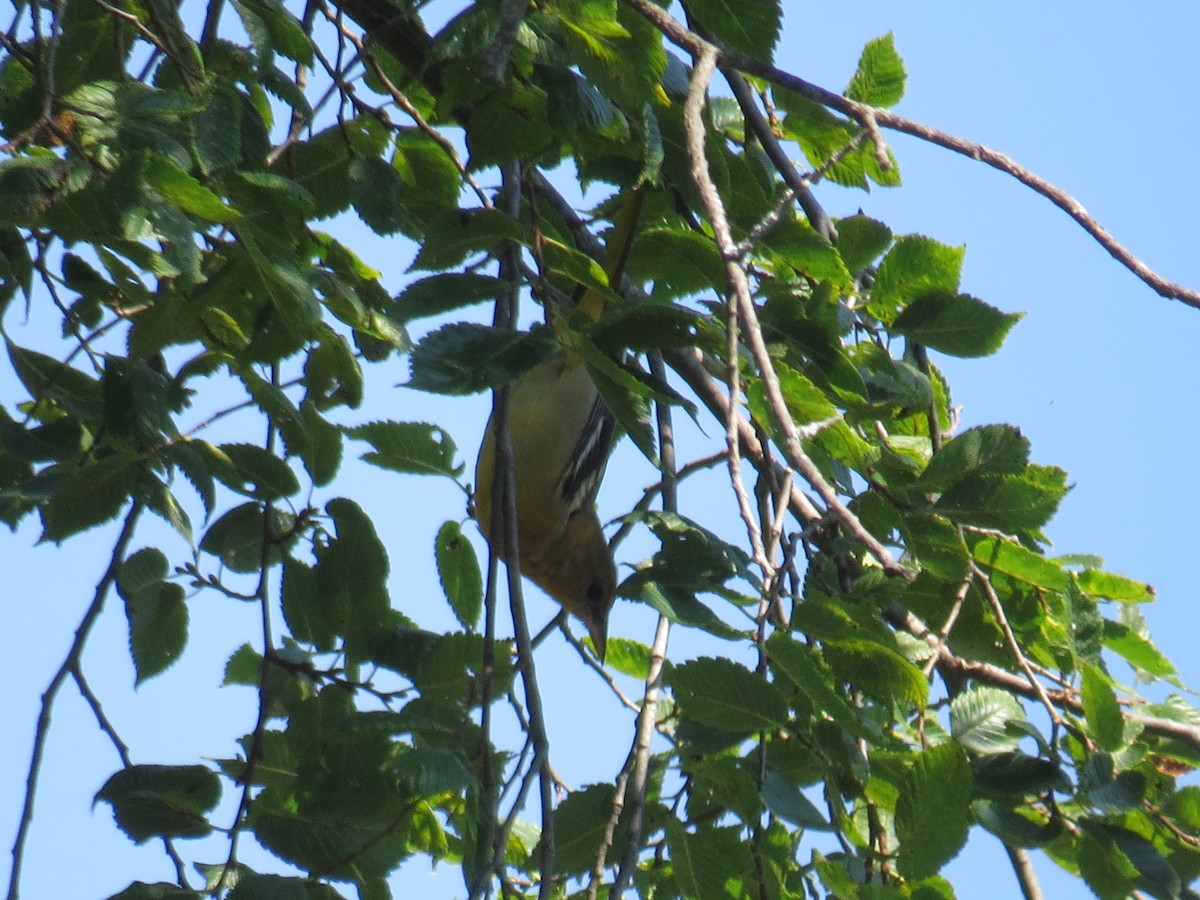 Baltimore Oriole - Janice Rodriguez