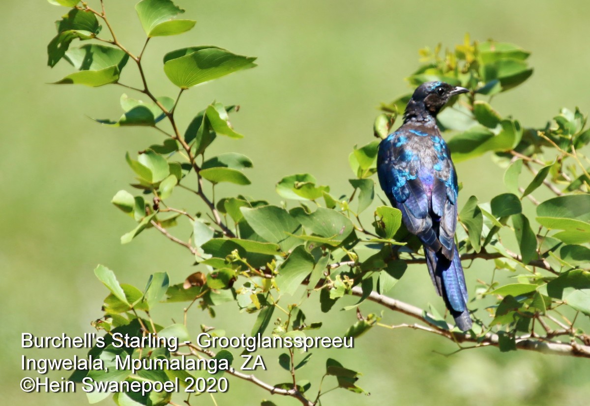 Burchell's Starling - ML323219921