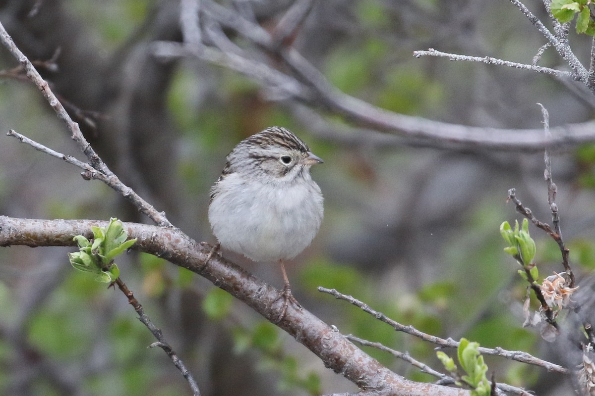 Brewer's Sparrow (taverneri) - ML323220081