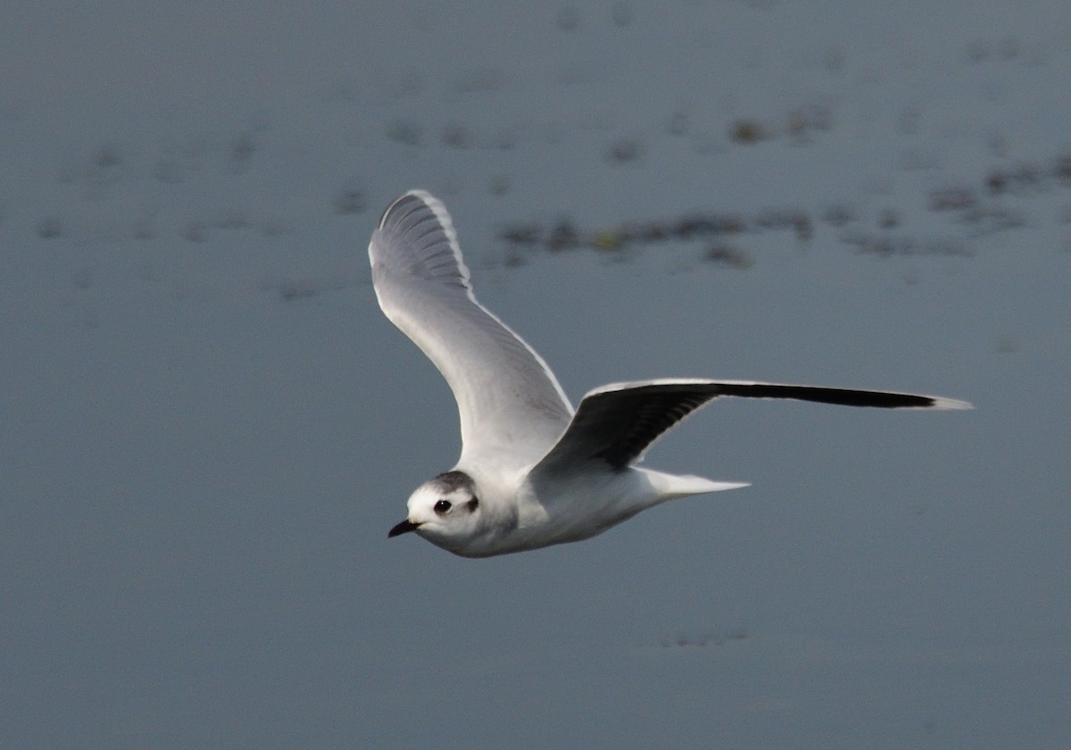 Mouette pygmée - ML323220751