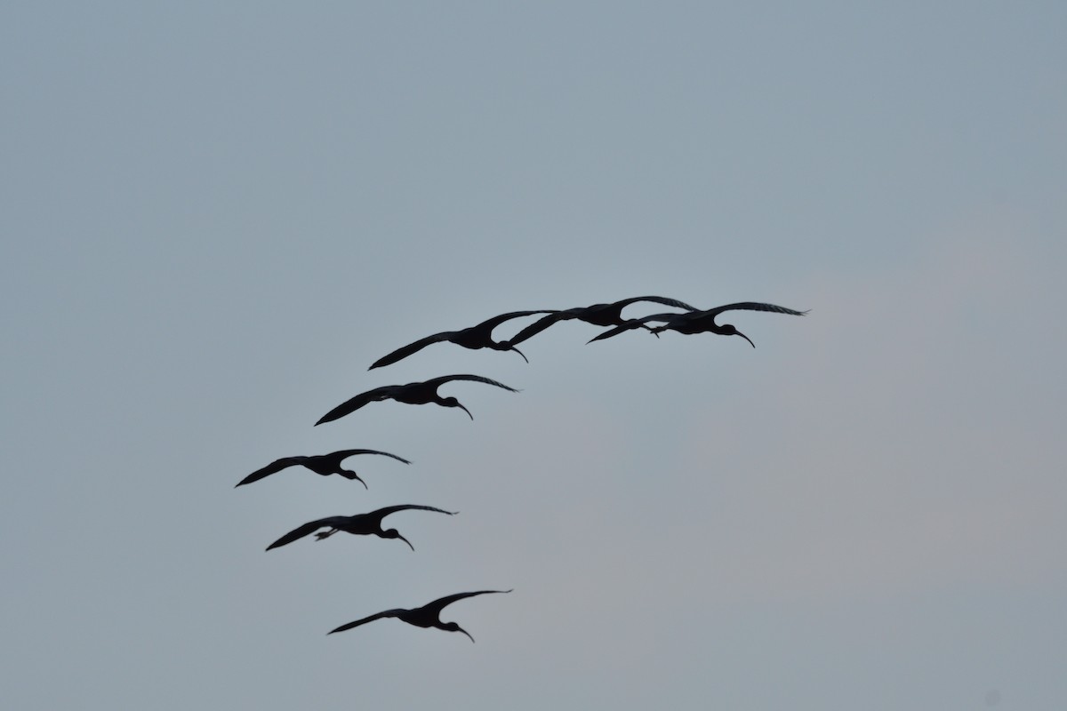 Glossy Ibis - ML323221261