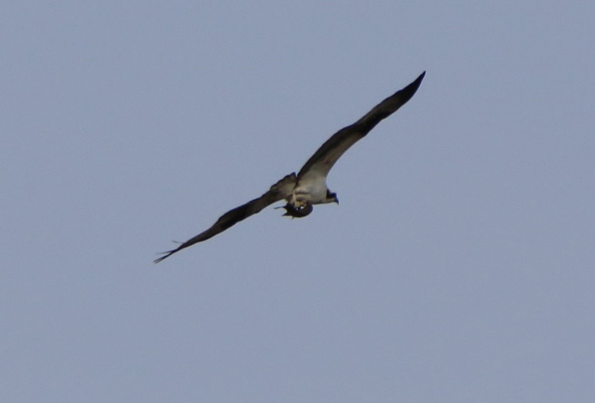 Águila Pescadora - ML323221401