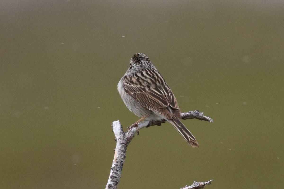 Brewer's Sparrow (taverneri) - ML323221761