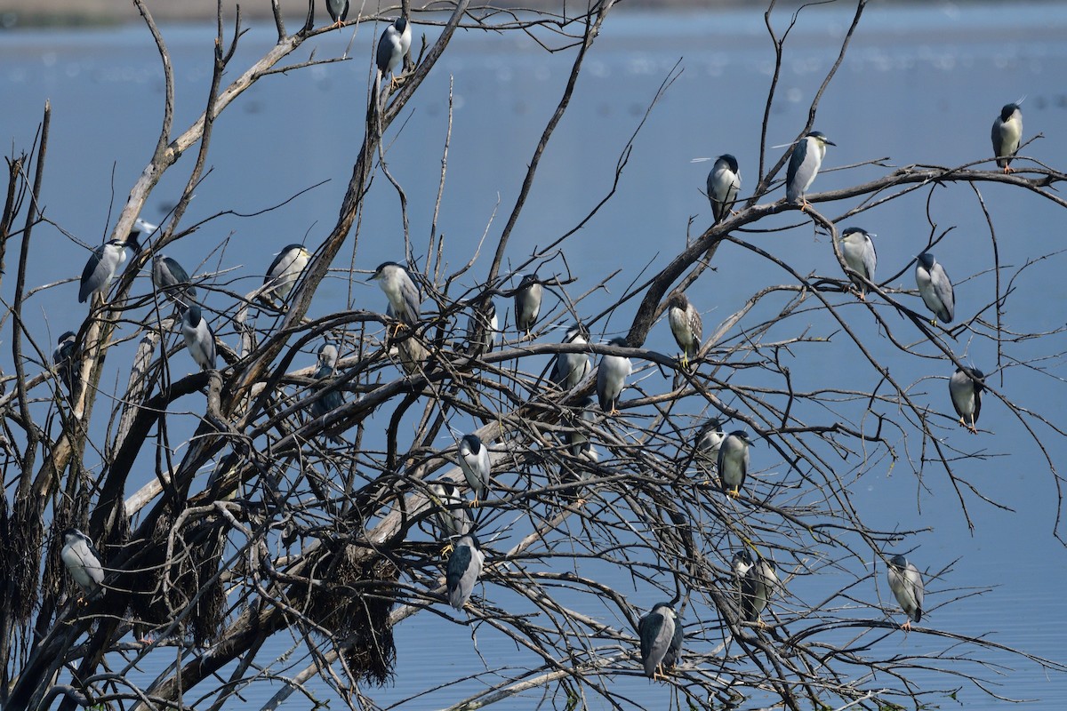 Nitticora - ML323221841