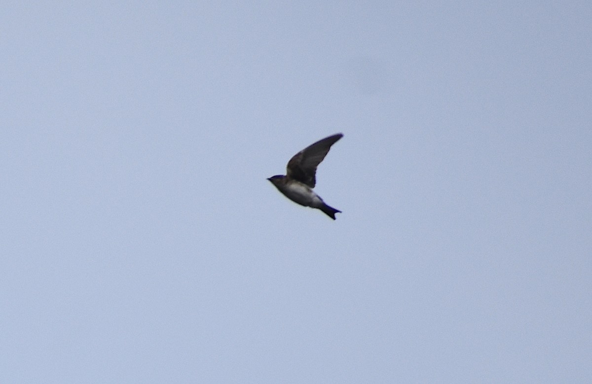 new world martin sp. (Progne sp.) - ML323223091