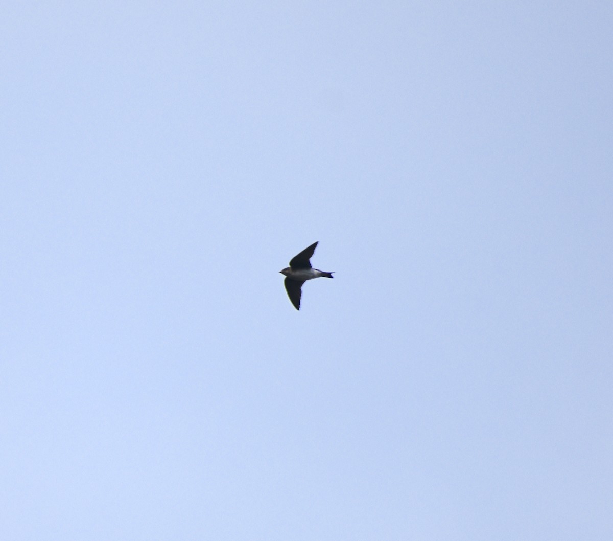 new world martin sp. (Progne sp.) - ML323223141