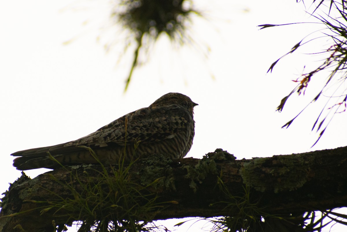 Common Nighthawk - Leandro Bareiro Guiñazú