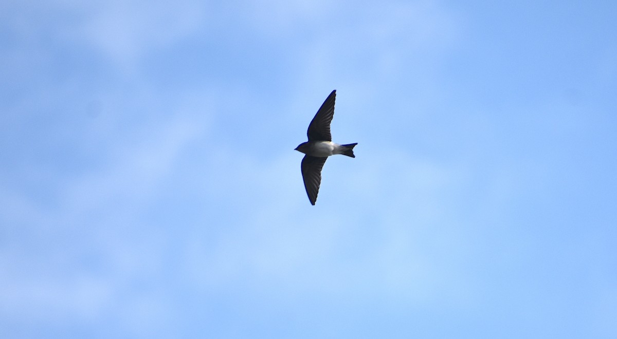 new world martin sp. (Progne sp.) - ML323223231