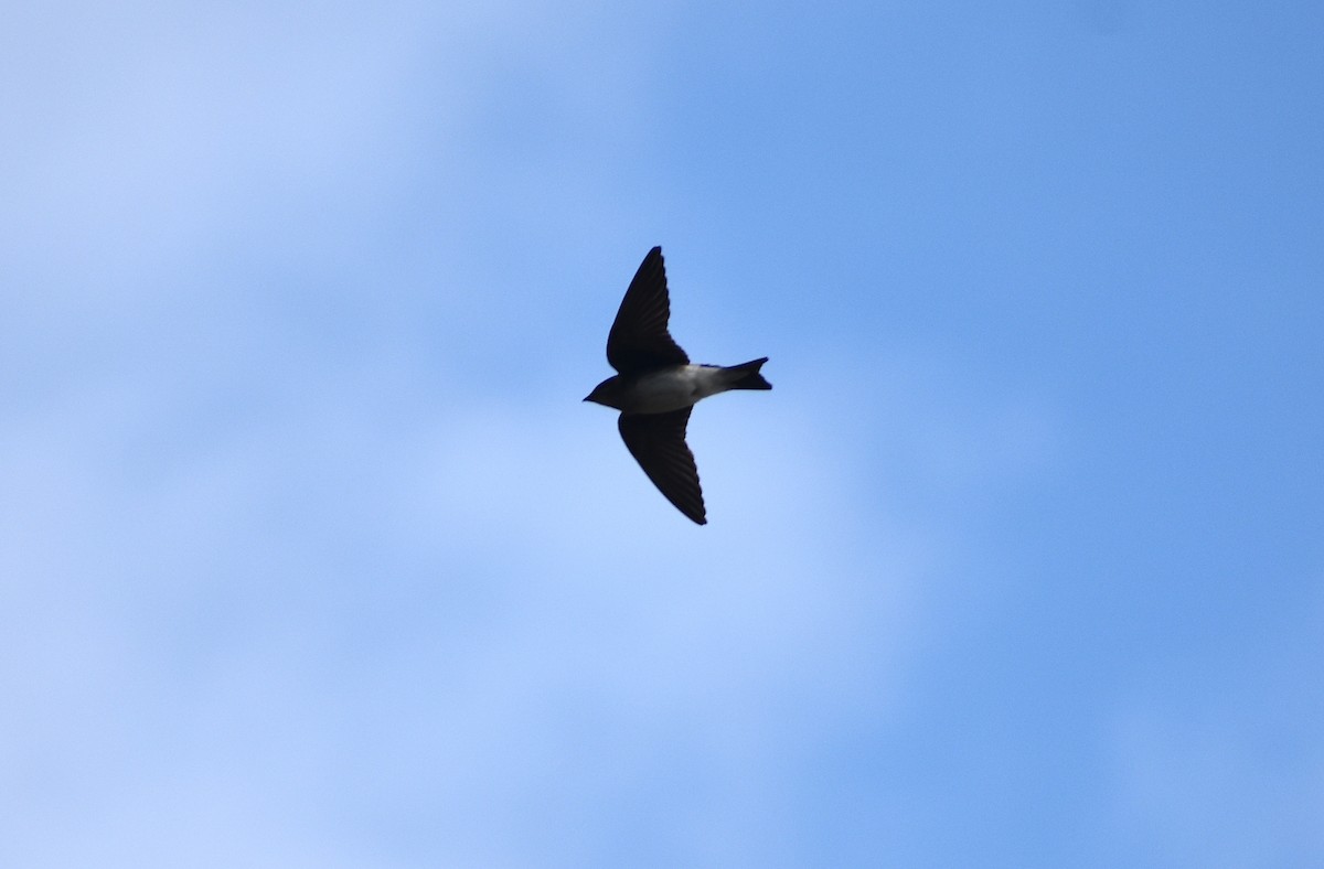 new world martin sp. (Progne sp.) - ML323223281