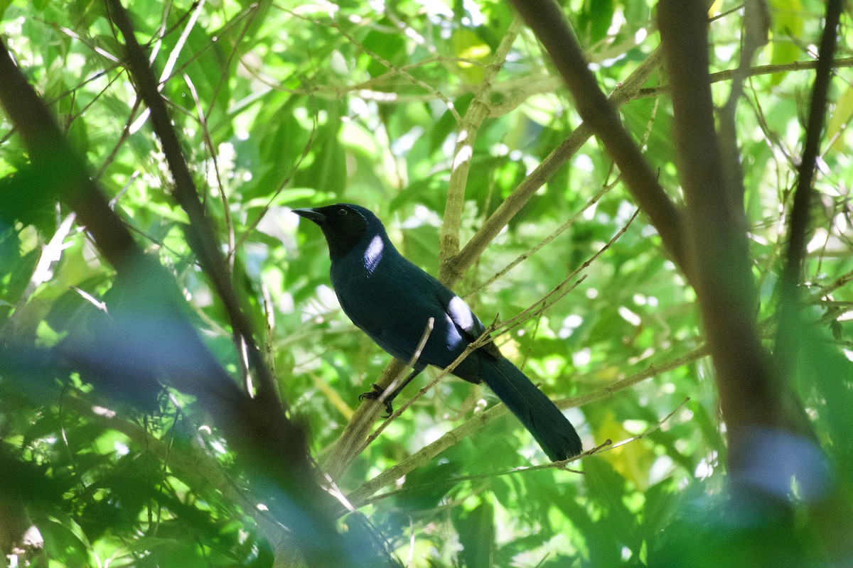 Black-throated Jay - ML323223491