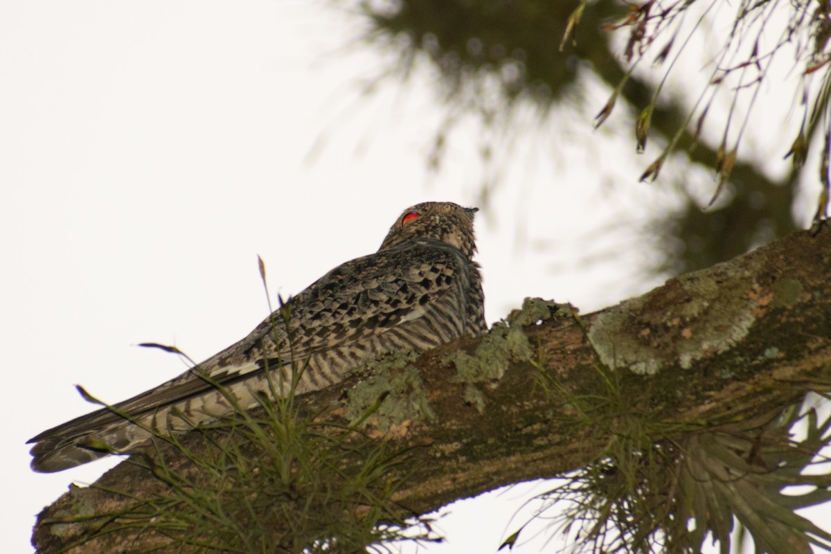 Common Nighthawk - Leandro Bareiro Guiñazú