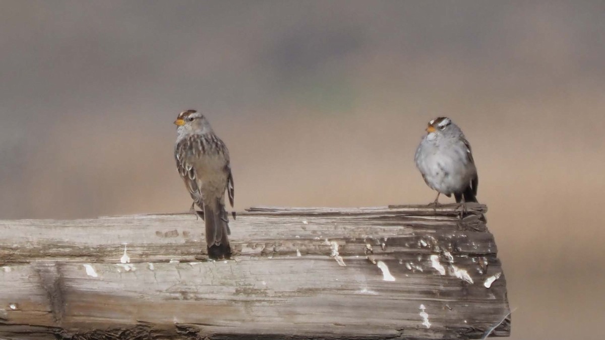 White-crowned Sparrow - ML323224601