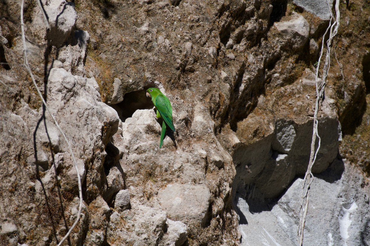 Pacific Parakeet - ML323224651