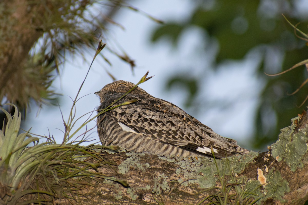 Common Nighthawk - Leandro Bareiro Guiñazú