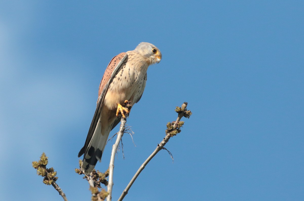 Eurasian Kestrel - ML323225091