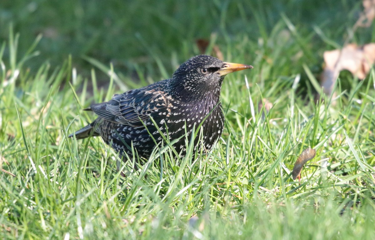 European Starling - ML323225181