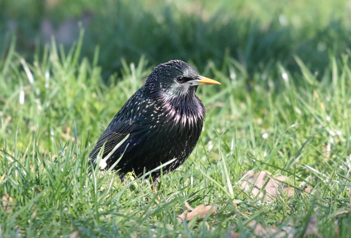 European Starling - ML323225191