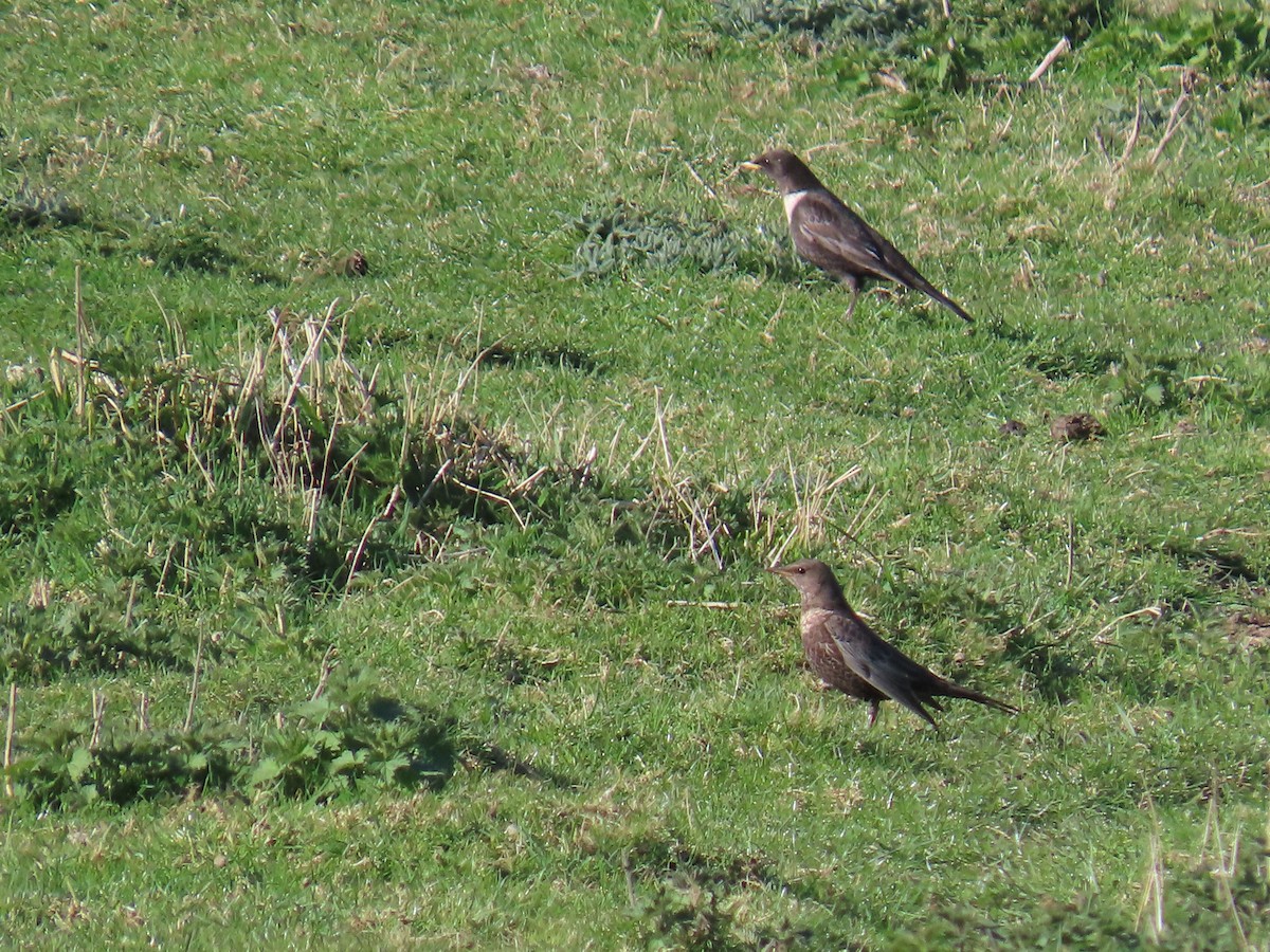 Ring Ouzel - Stephen Younger
