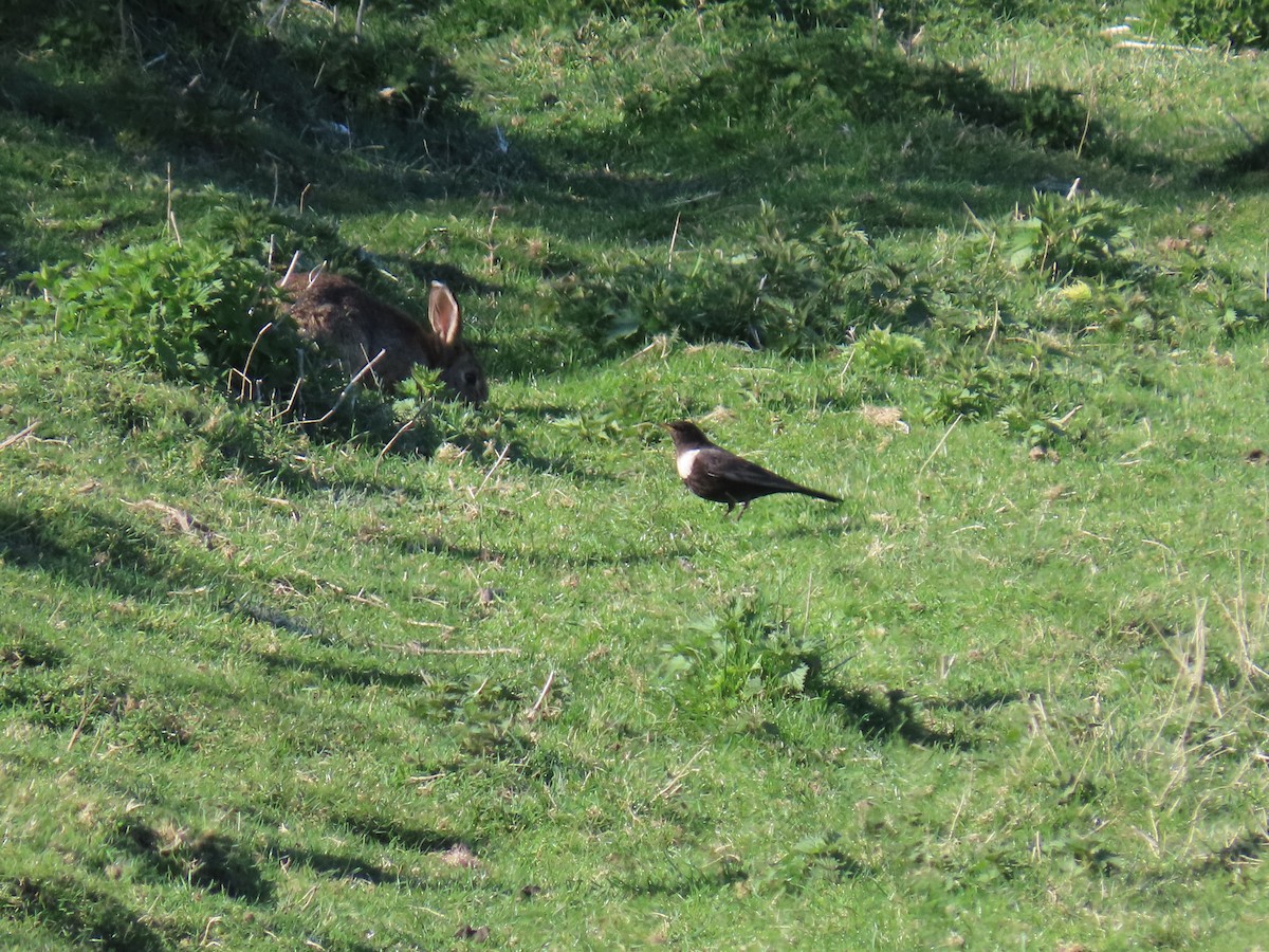 Ring Ouzel - Stephen Younger