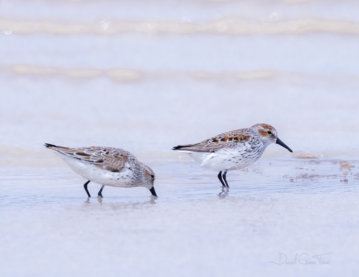 Western Sandpiper - ML323225771