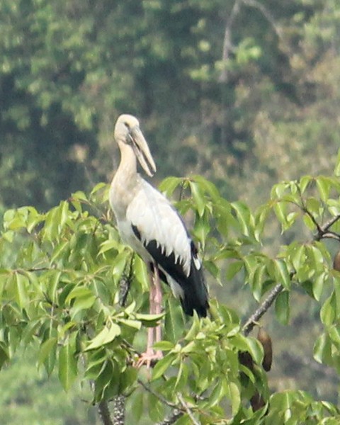 Asian Openbill - ML323226351