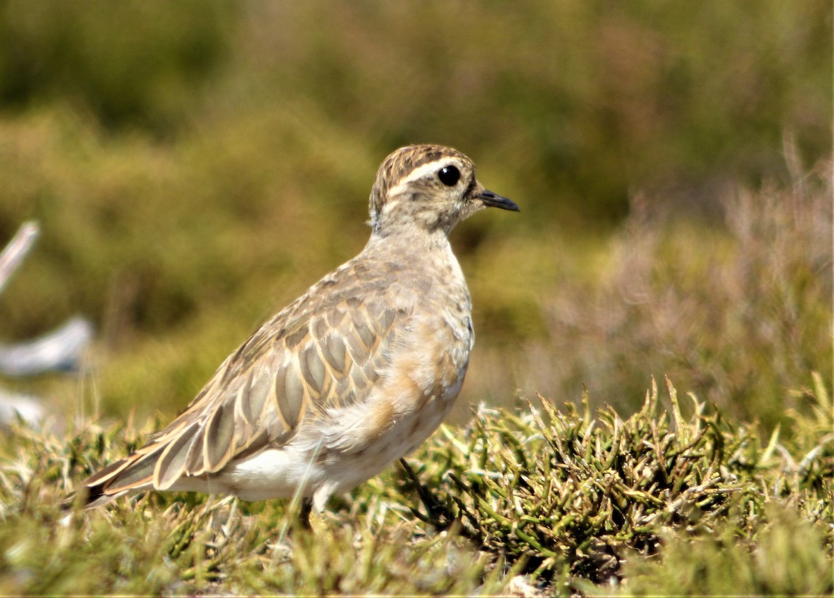 Eurasian Dotterel - ML323226571