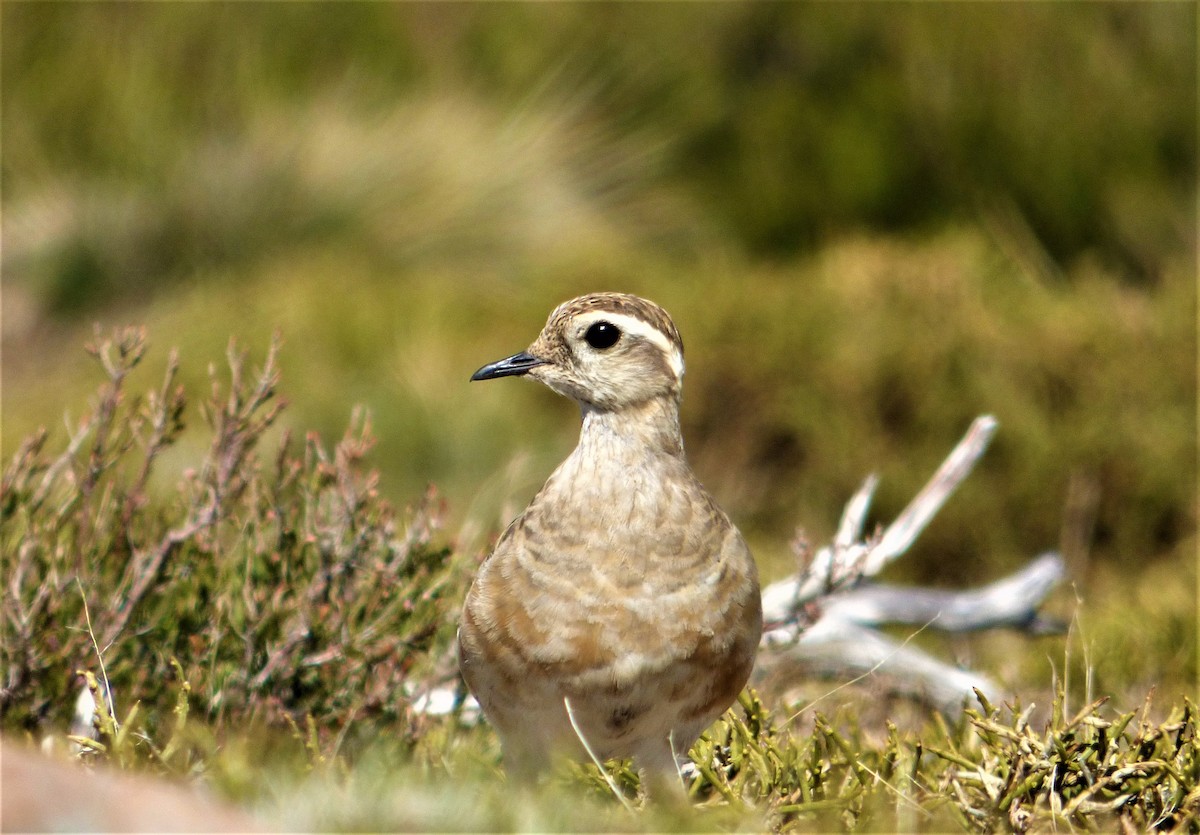 Eurasian Dotterel - ML323226681