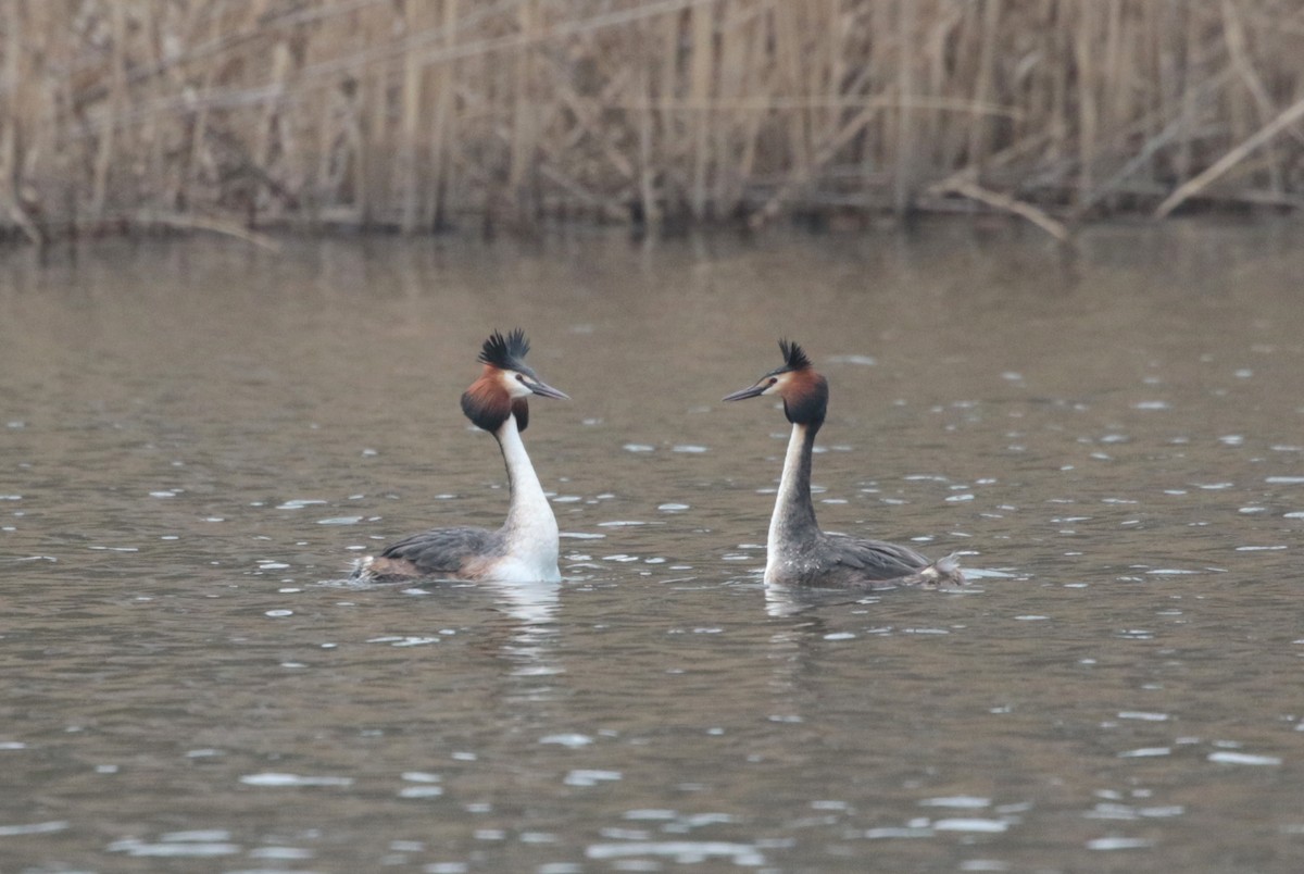 Great Crested Grebe - ML323226751