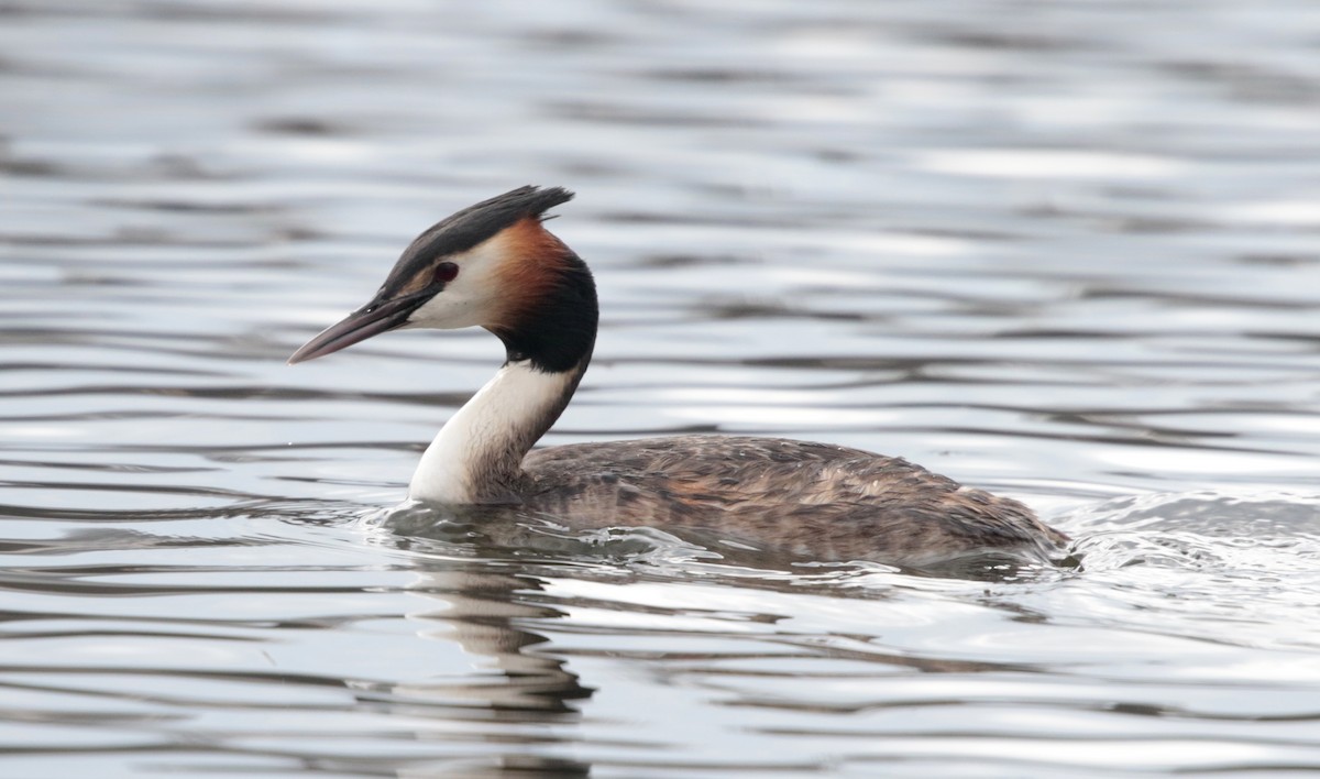 Great Crested Grebe - ML323226771