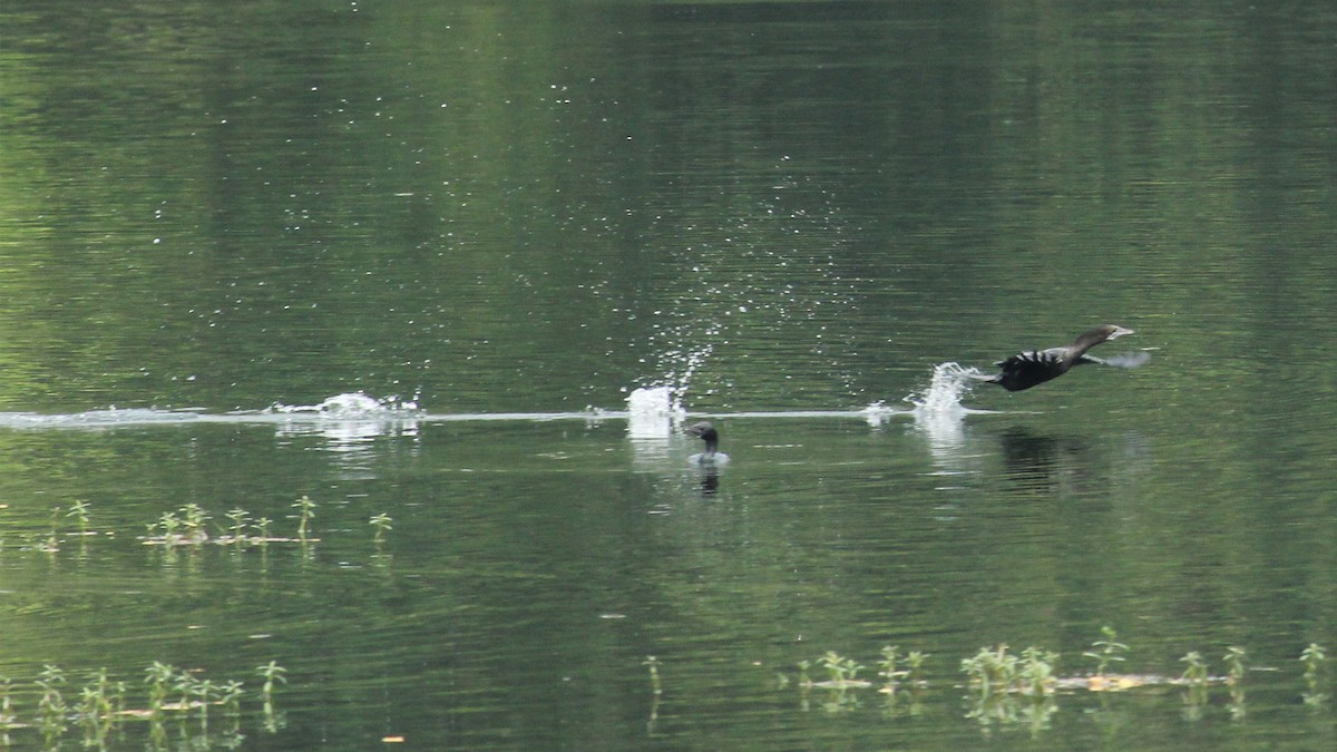 Cormorán de Java - ML323227361