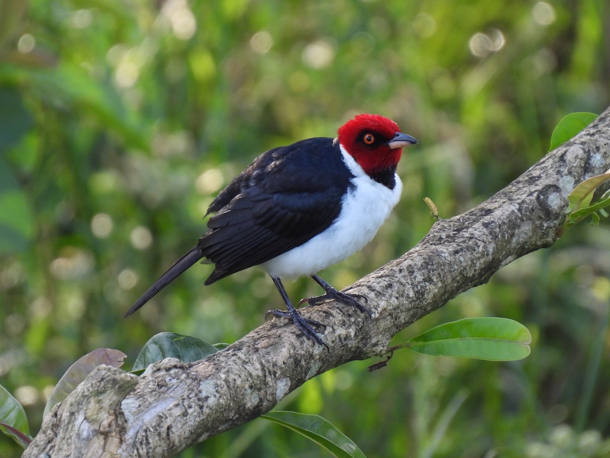 Red-capped Cardinal - ML323227531