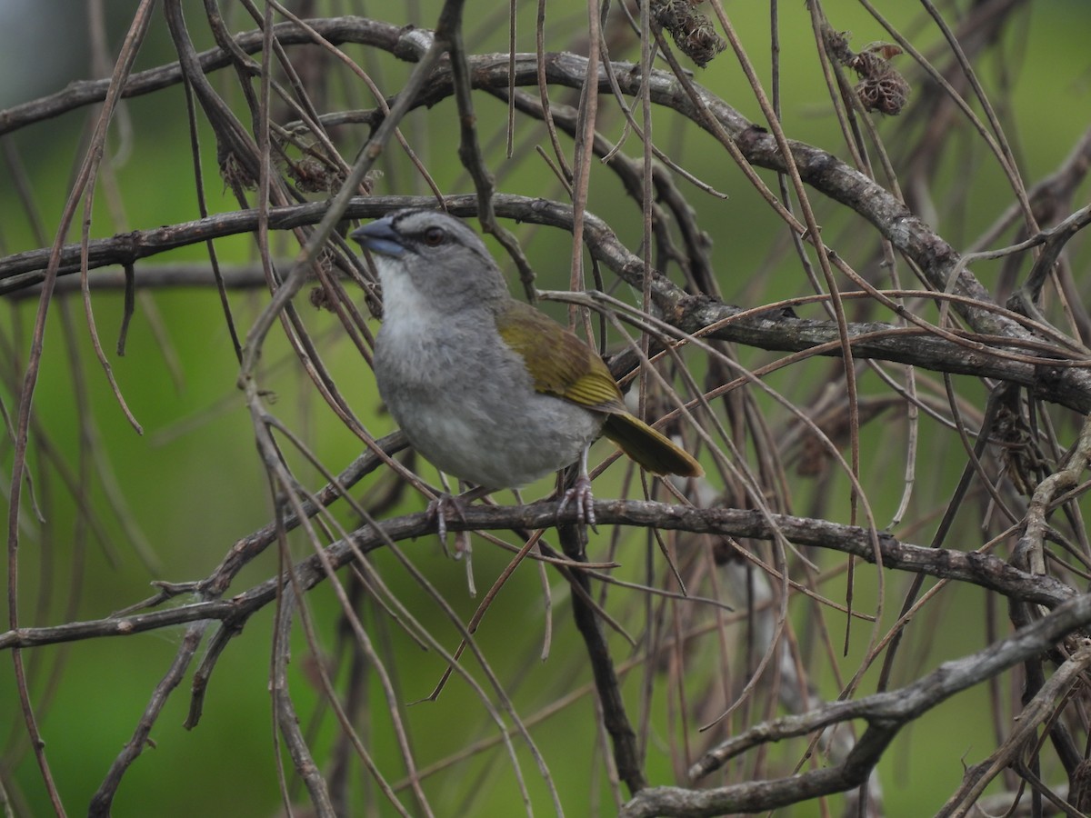 Yellow-browed Sparrow - ML323227741