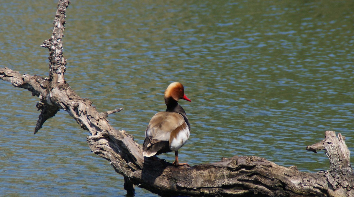 Red-crested Pochard - Javier Salcedo Castro