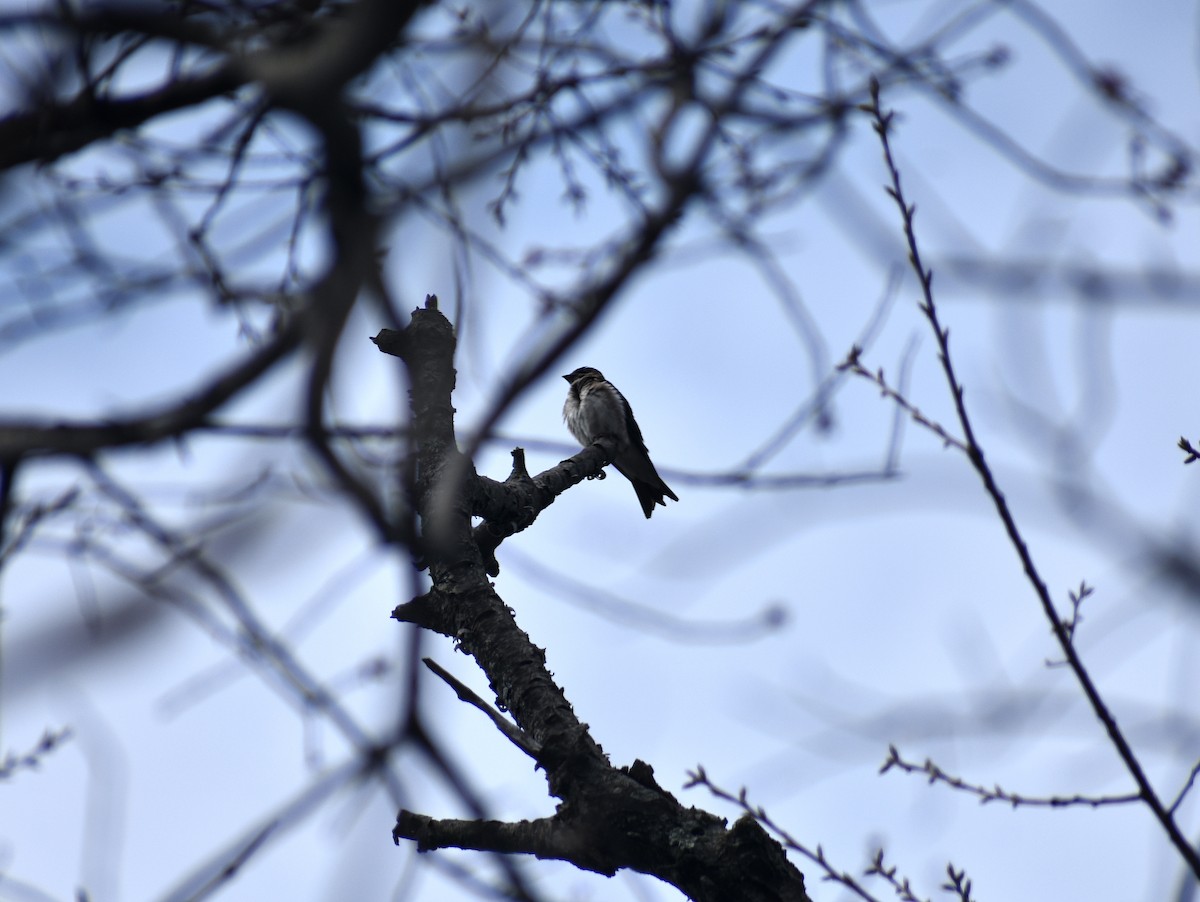 new world martin sp. (Progne sp.) - ML323229741